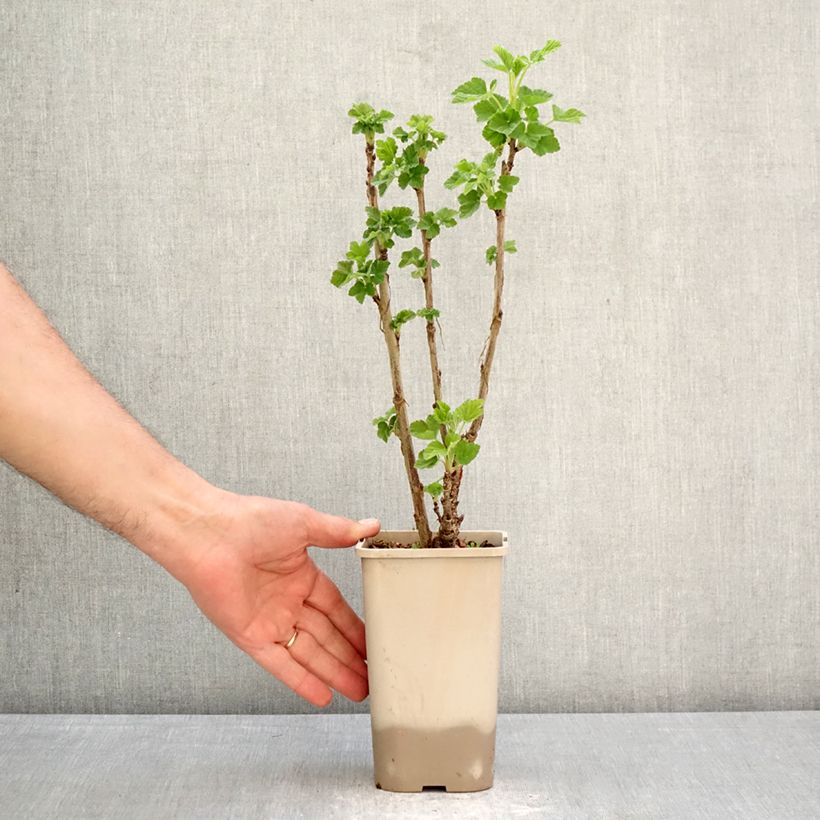 Spécimen de Groseillier à grappes rouges Ribest Sonette Pot de 1,5L/2L tel que livré au printemps