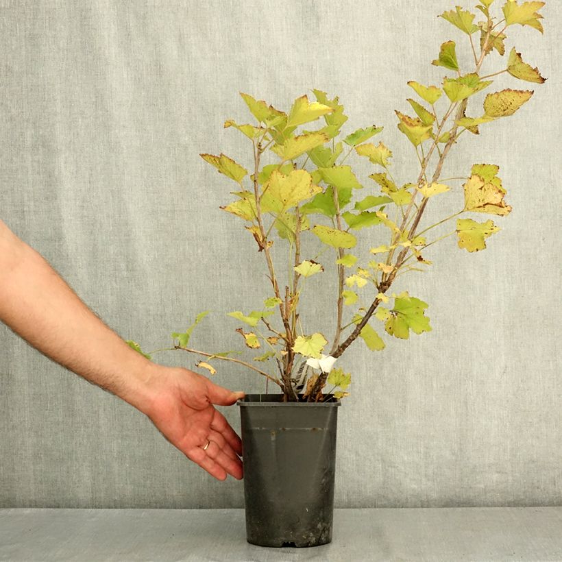 Spécimen de Groseillier à grappes rouges Rosetta Pot de 2L/3L, Touffe tel que livré en été
