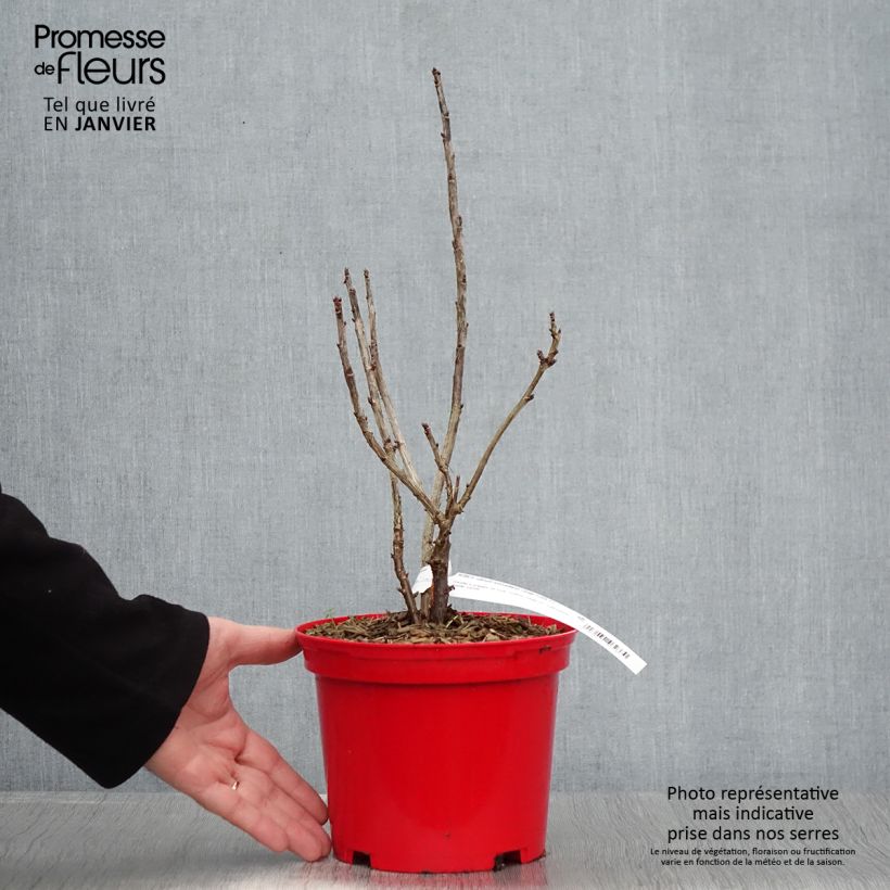 Spécimen de Groseillier à grappes rouges Versaillaise - Ribes rubrum Pot de 1,5L/2L tel que livré en hiver