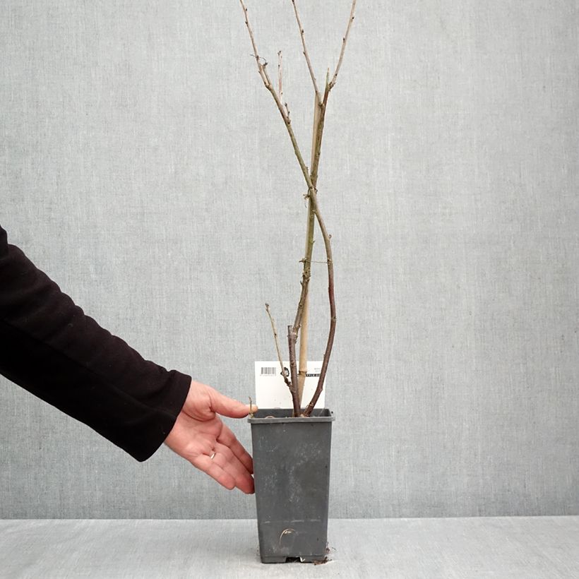 Spécimen de Groseillier à grappes rouges Versaillaise - Ribes rubrum Pot de 4L/5L tel que livré en automne