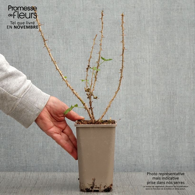Spécimen de Groseillier à maquereaux Crispa Goldling - Ribes uva-crispa Pot de 1,5L/2L tel que livré en automne