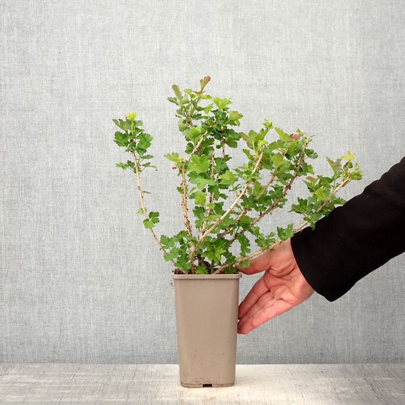 Spécimen de Groseillier à maquereaux Crispa Goldling - Ribes uva-crispa Pot de 1,5L/2L tel que livré au printemps