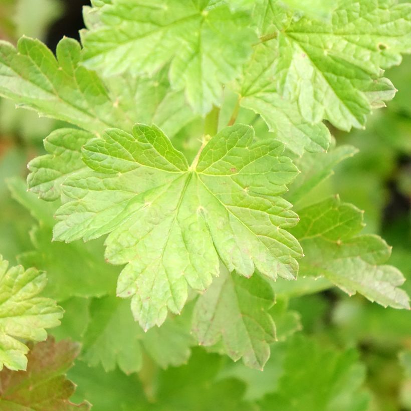Groseillier à maquereaux Easycrisp Mr Green - Ribes uva-crispa  (Feuillage)