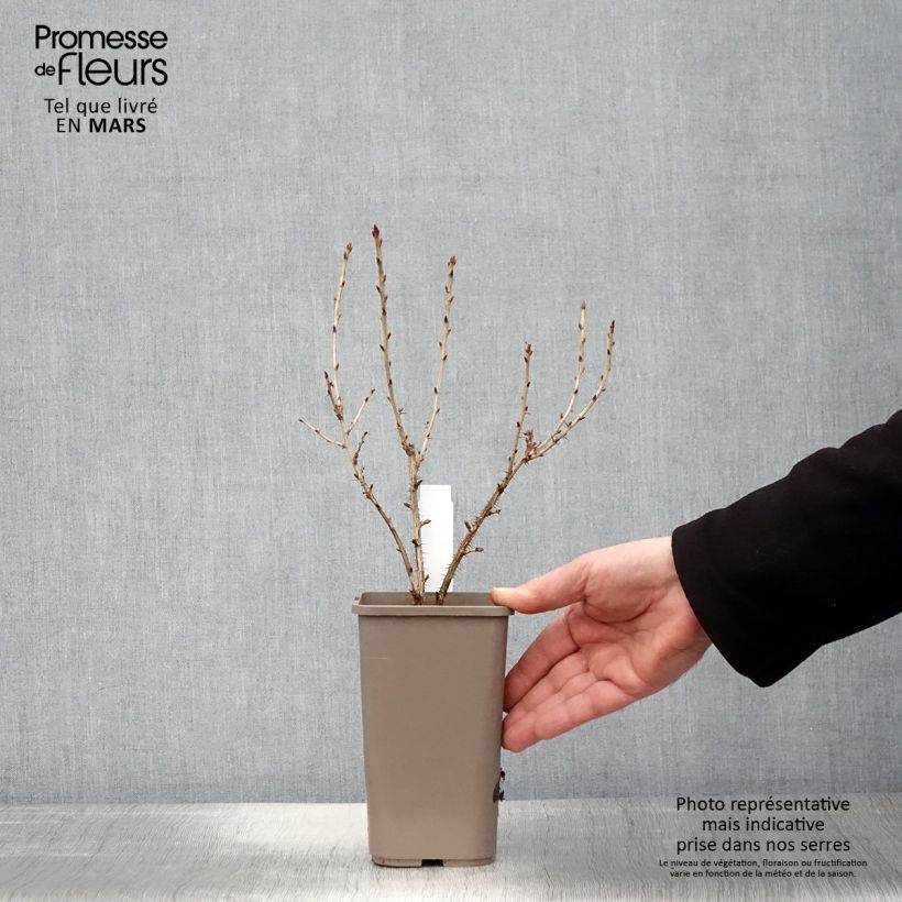 Amostra de Groselheira espinhosa Easycrisp Mr Green - Ribes uva-crispa Vaso de 1,5 L/2 L tal como entregue na primavera