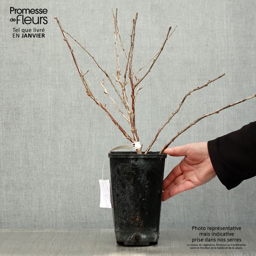 Spécimen de Groseillier à maquereaux Freedonia  Pot de 1,5L/2L tel que livré en hiver