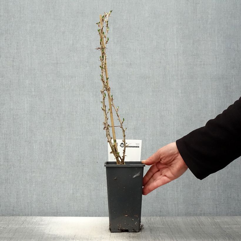 Spécimen de Groseillier à maquereaux Invicta  Pot de 1,5L/2L tel que livré au printemps