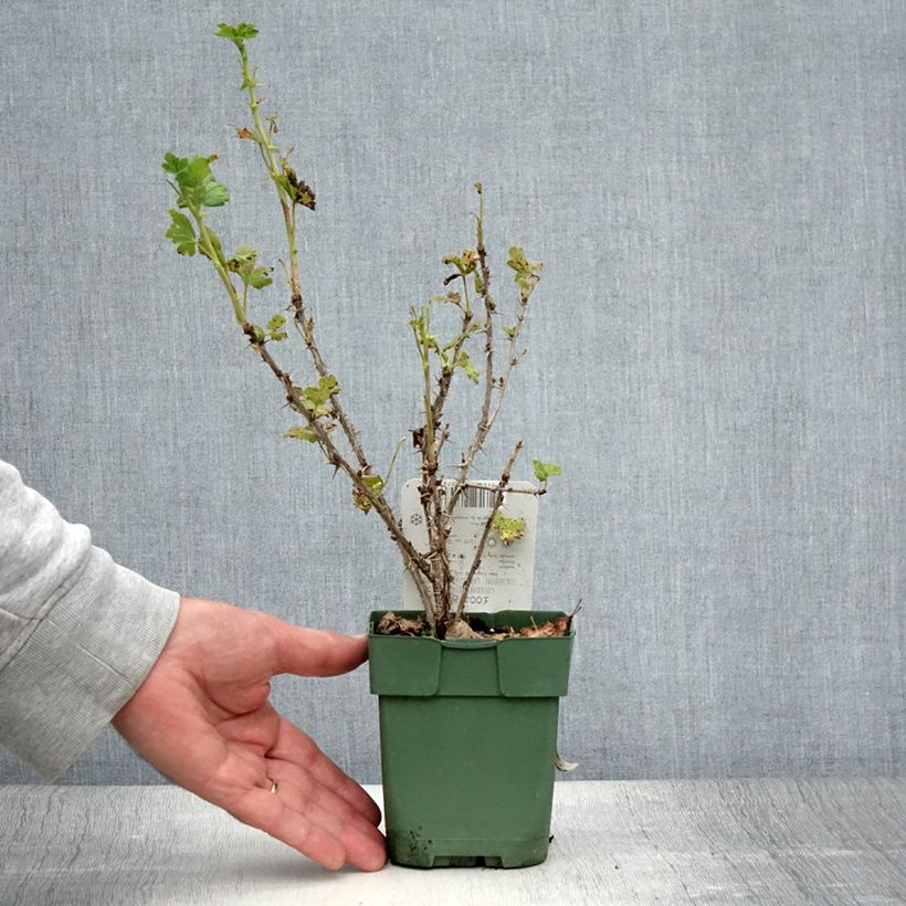 Spécimen de Groseillier à maquereau Lady Sun Pot de 1L/1,5L, Buisson tel que livré en été