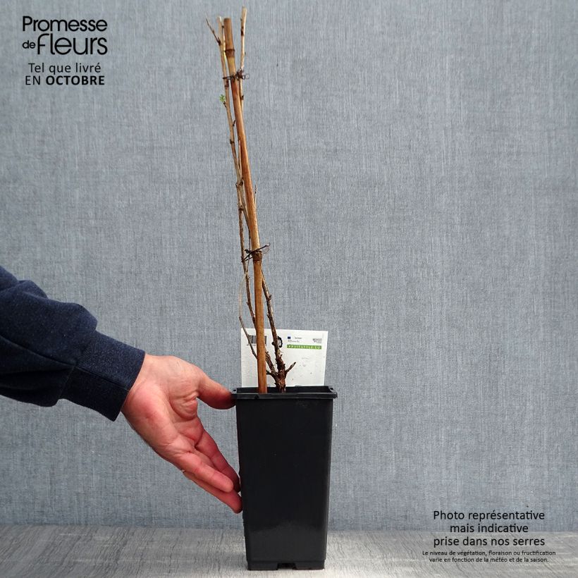 Spécimen de Groseillier à maquereaux Captivator Pot de 1,5L/2L, Buisson tel que livré en automne