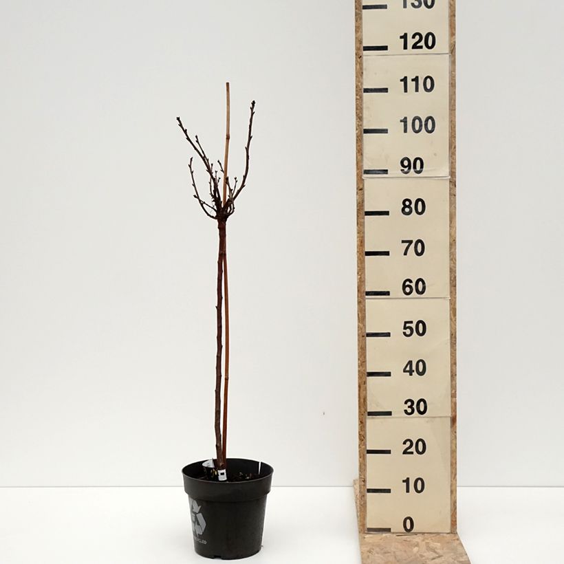 Spécimen de Groseillier à maquereaux Crispa Darling - Ribes uva-crispa Pot de 6L/7L, Tige de 40 cm tel que livré en hiver