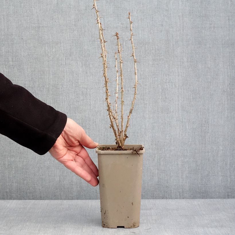 Spécimen de Groseillier à maquereaux Crispa Goldling - Ribes uva-crispa Pot de 1,5L/2L tel que livré en hiver