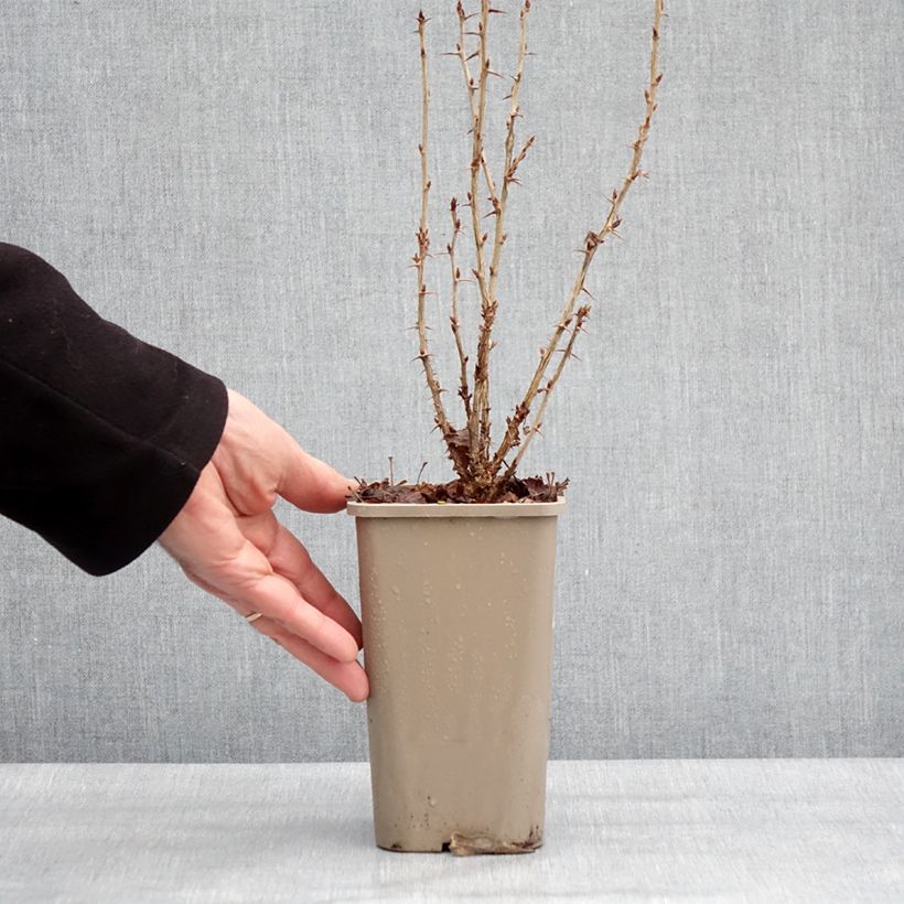 Spécimen de Groseillier à maquereaux Crispa Nibbling Pot de 1,5L/2L, Touffe tel que livré en hiver