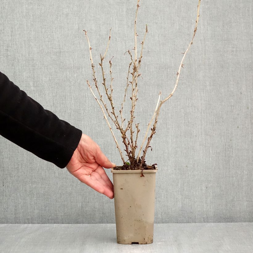 Spécimen de Groseillier à maquereaux Crispa Nibbling Pot de 1,5L/2L, Touffe tel que livré en automne
