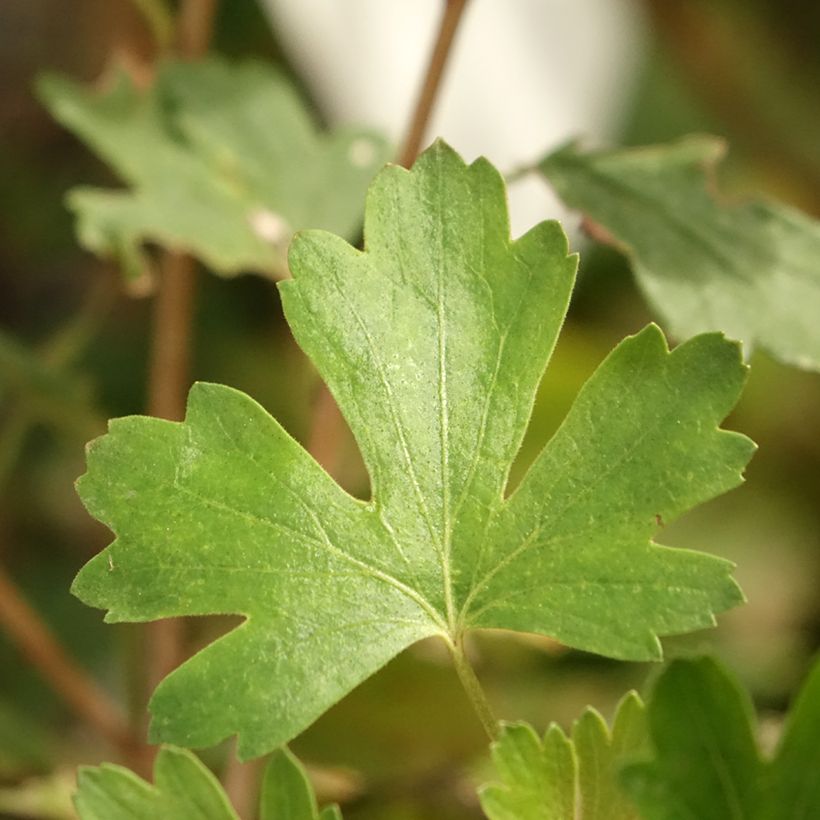 Groseillier à maquereaux Crispa Solemio - Ribes uva-crispa (Feuillage)