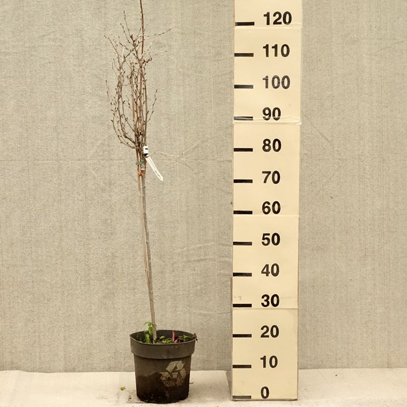 Spécimen de Groseillier à maquereaux Crispa Solemio - Ribes uva-crispa Pot de 6L/7L, Tige de 40 cm tel que livré en automne