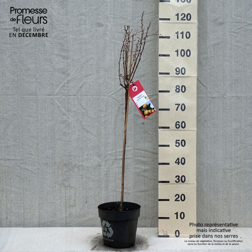 Spécimen de Groseillier à maquereaux Crispa Solemio - Ribes uva-crispa Pot de 6L/7L, Tige de 40 cm tel que livré en hiver