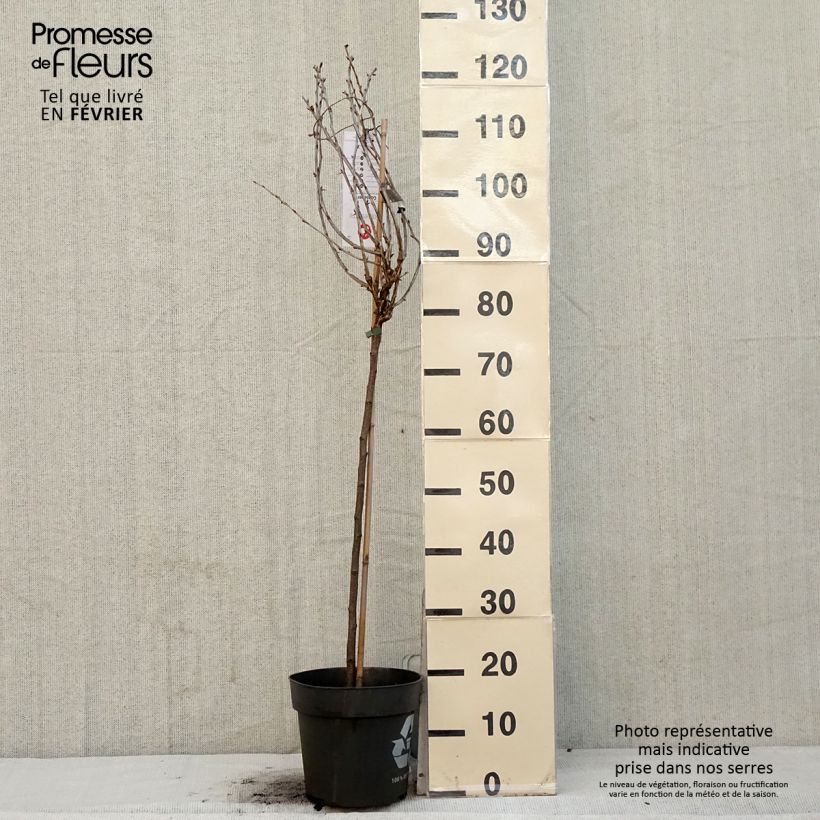 Spécimen de Groseillier à maquereaux Easycrisp Lady Late - Ribes uva-crispa Pot de 6L/7L, Tige de 40 cm tel que livré en hiver