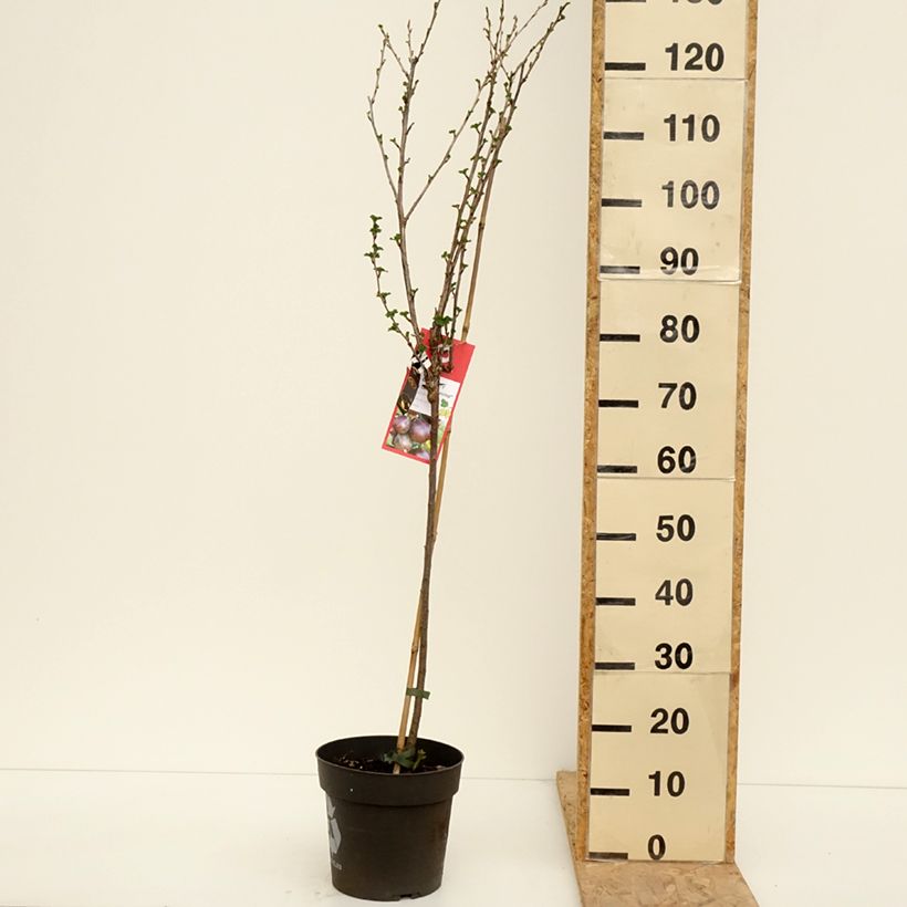 Spécimen de Groseillier à maquereaux Easycrisp Lady Late - Ribes uva-crispa Pot de 6L/7L, Tige, Tige de 40 cm tel que livré au printemps