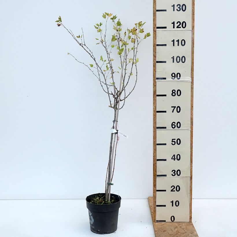 Spécimen de Groseillier à maquereaux Easycrisp Lady Late - Ribes uva-crispa Pot de 6L/7L, Tige de 40 cm tel que livré en automne