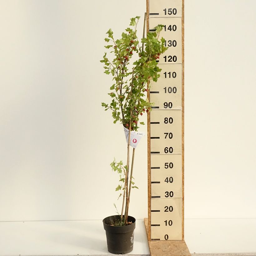 Spécimen de Groseillier à maquereaux Easycrisp Lady Late - Ribes uva-crispa Pot de 6L/7L, Tige de 40 cm tel que livré en été