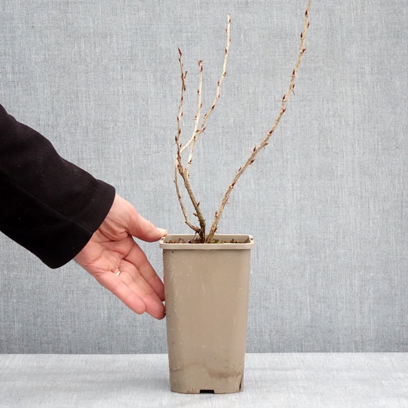 Spécimen de Groseillier à maquereaux Easycrisp Mme Sansouci Pot de 1,5L/2L, Touffe tel que livré en hiver