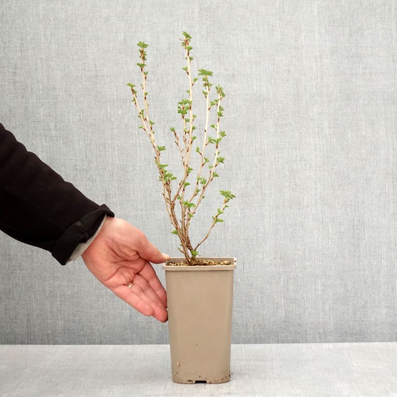 Spécimen de Groseillier à maquereaux Easycrisp Mme Sansouci Pot de 1,5L/2L, Touffe tel que livré au printemps