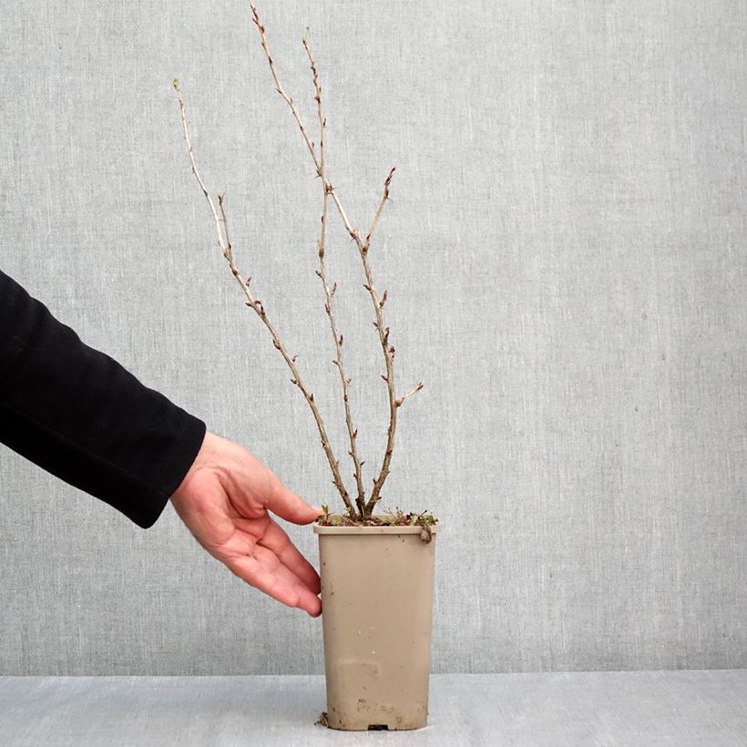 Spécimen de Groseillier à maquereaux Easycrisp Mme Sansouci Pot de 1,5L/2L, Touffe tel que livré en automne