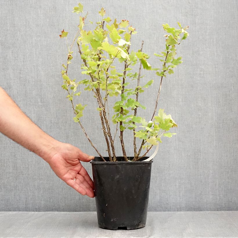 Spécimen de Groseillier à maquereaux Freedonia  Pot de 4L/5L tel que livré en été