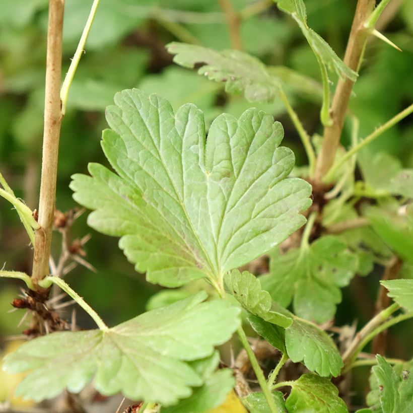 Groseillier à maquereaux Hinnonmaki Yellow - Ribes uva-crispa  (Feuillage)