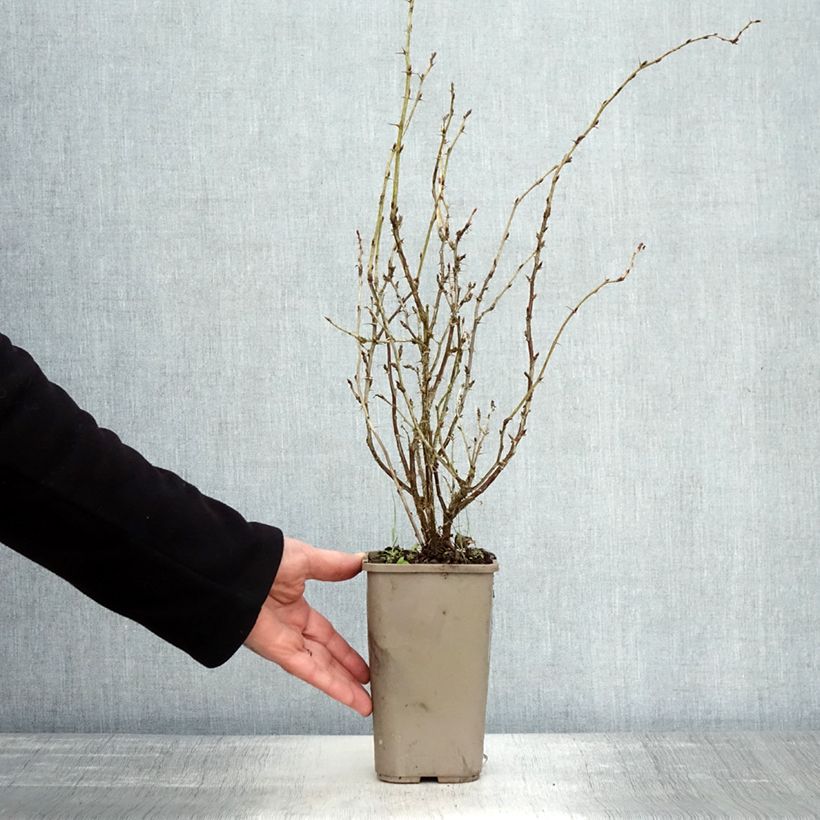 Spécimen de Groseillier à maquereaux Hinnonmaki Yellow - Ribes uva-crispa  Pot de 1,5L/2L tel que livré en automne