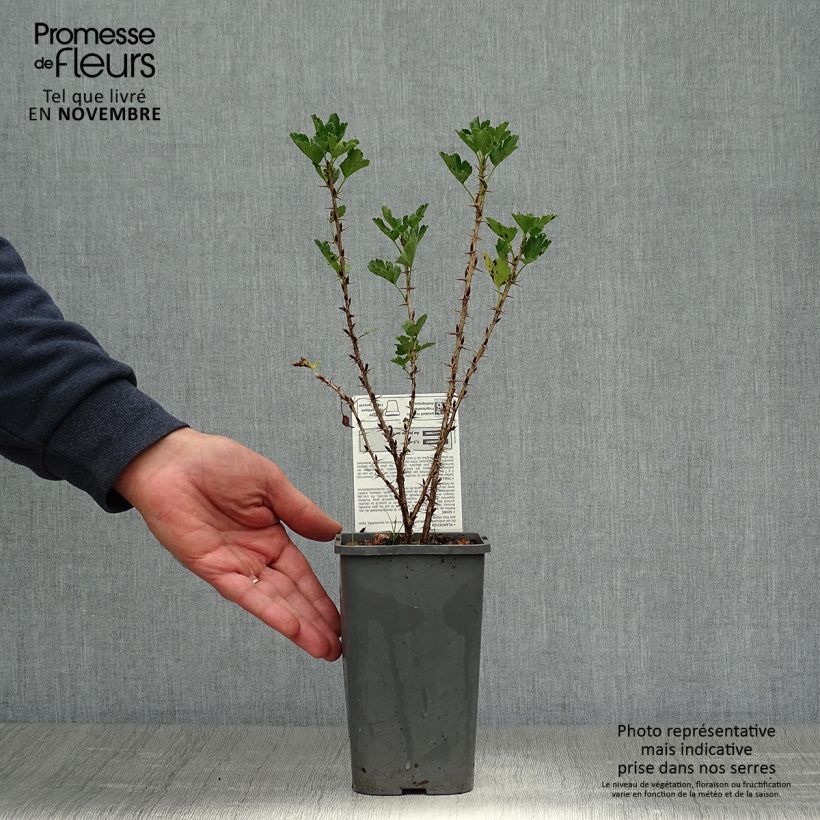 Spécimen de Groseillier à maquereaux Hinnonmaki rouge Bio Pot de 1,5L/2L, Buisson tel que livré en automne