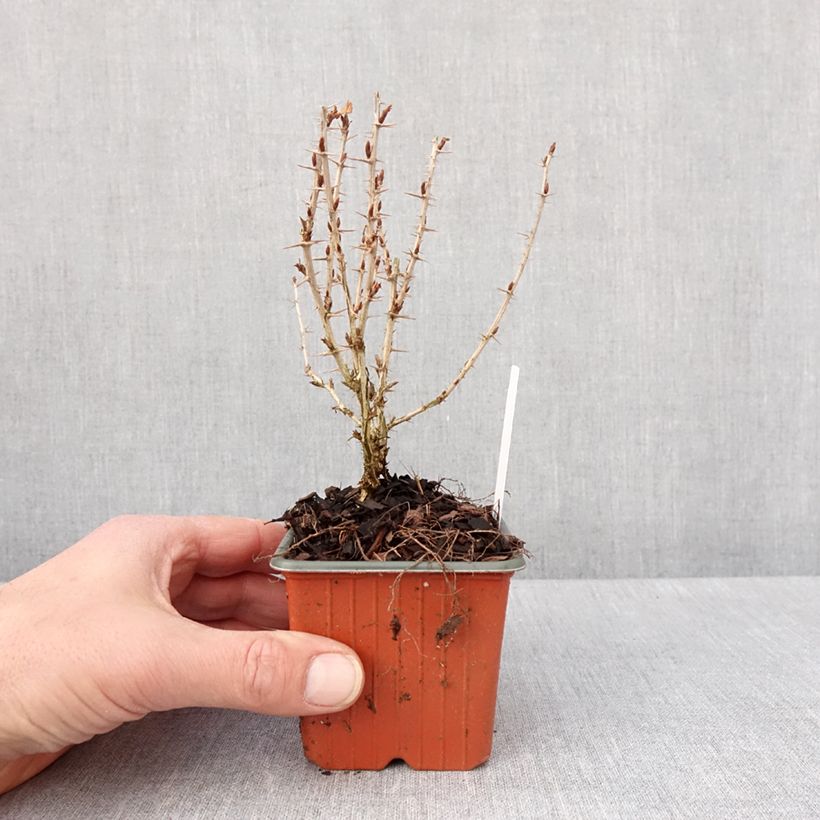 Spécimen de Groseillier à maquereaux Hinnonmaki rouge Godet de 8/9 cm tel que livré en hiver