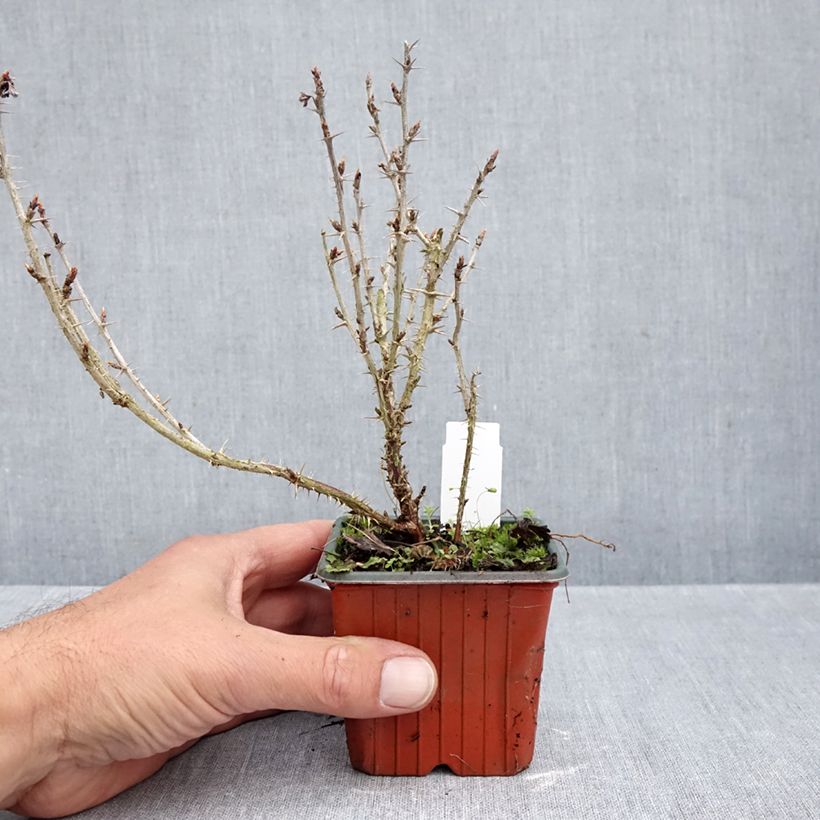 Spécimen de Groseillier à maquereaux Hinnonmaki vert Godet de 8/9 cm tel que livré en automne