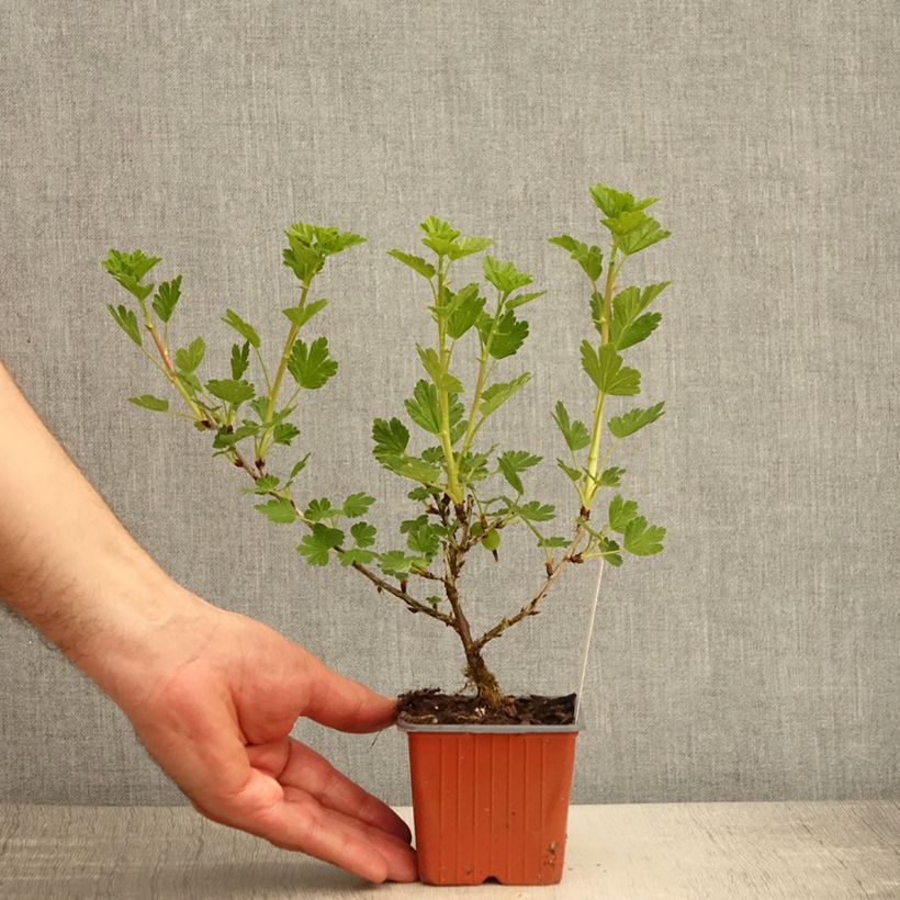 Amostra de Groselheira-espinhosa Hinnonmäki verde - Ribes uva-crispa Vaso de 8/9 cm tal como entregue na primavera