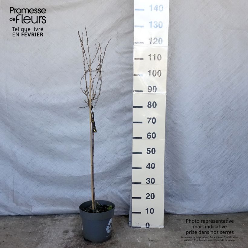 Spécimen de Groseillier à maquereaux Mucurines - Ribes uva-crispa Pot de 6L/7L, Tige de 40 cm tel que livré en hiver