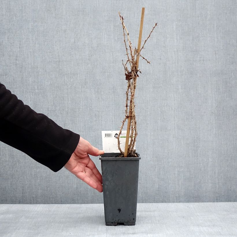 Spécimen de Groseillier à maquereaux Tatjana - Ribes uva-crispa Pot de 1,5L/2L, Touffe tel que livré en hiver