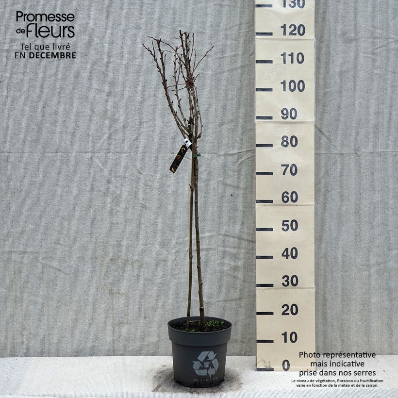 Spécimen de Groseillier à maquereaux Tatjana - Ribes uva-crispa Pot de 6L/7L, Tige de 40 cm tel que livré en hiver