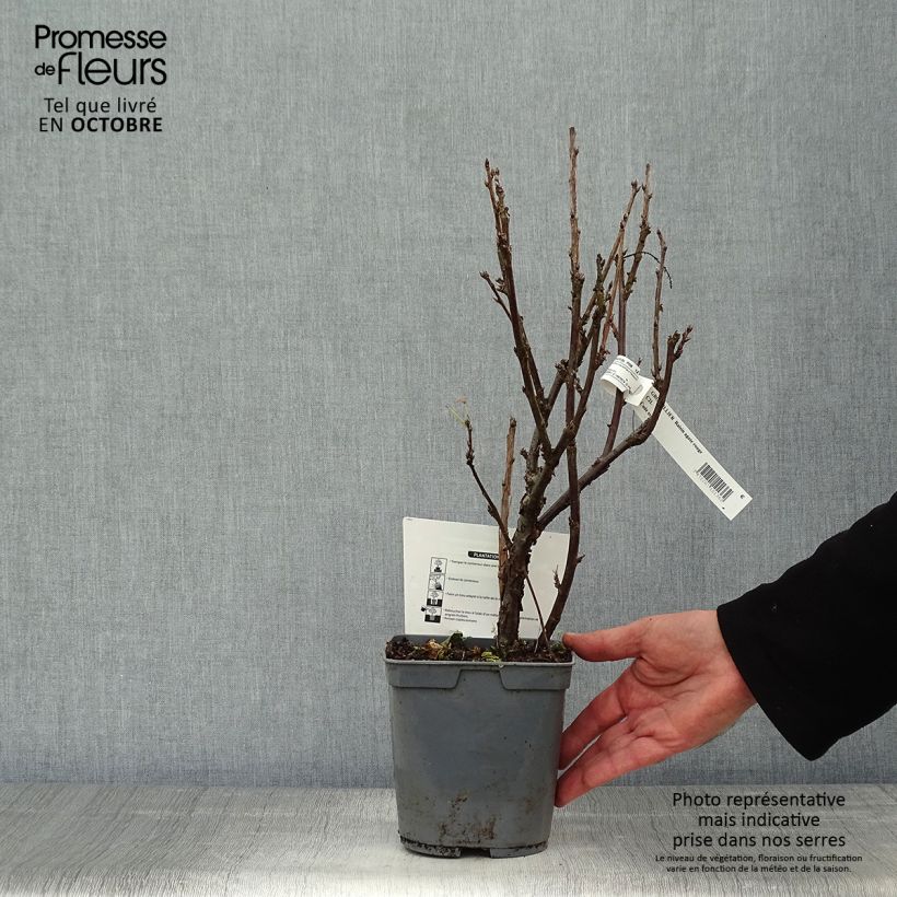 Spécimen de Groseillier raisin Agate Rouge - Georges Delbard Pot de 2L/3L, Buisson tel que livré en automne