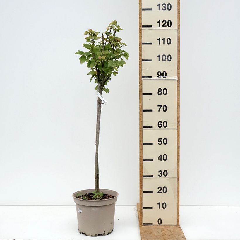 Spécimen de Groseillier raisin Agate Rouge - Georges Delbard Pot de 7,5L/10L, 1/4 de tige, Quart de tige tel que livré en automne