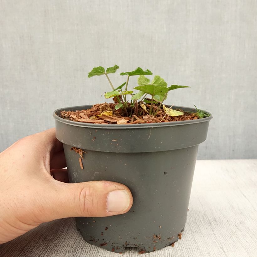Spécimen de Guimauve officinale - Althaea officinalis Pot de 1,5L/2L tel que livré en automne