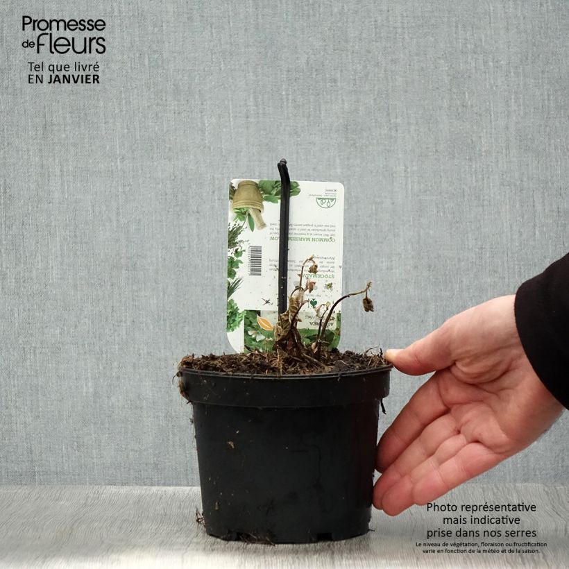 Spécimen de Guimauve officinale - Althaea officinalis Pot de 1,5L/2L tel que livré en hiver