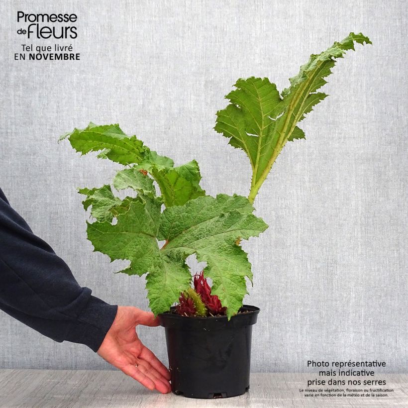 Spécimen de Gunnera manicata - Rhubarbe géante du Brésil Pot de 3L/4L tel que livré en automne