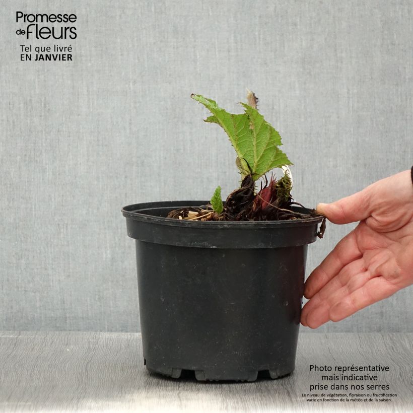 Spécimen de Gunnera manicata - Rhubarbe géante du Brésil Pot de 3L/4L tel que livré en hiver