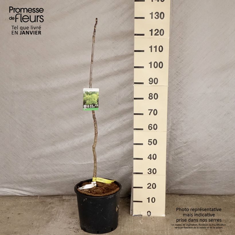 Spécimen de Gymnocladus dioica - Chicot du Canada Pot de 12L/15L tel que livré en hiver