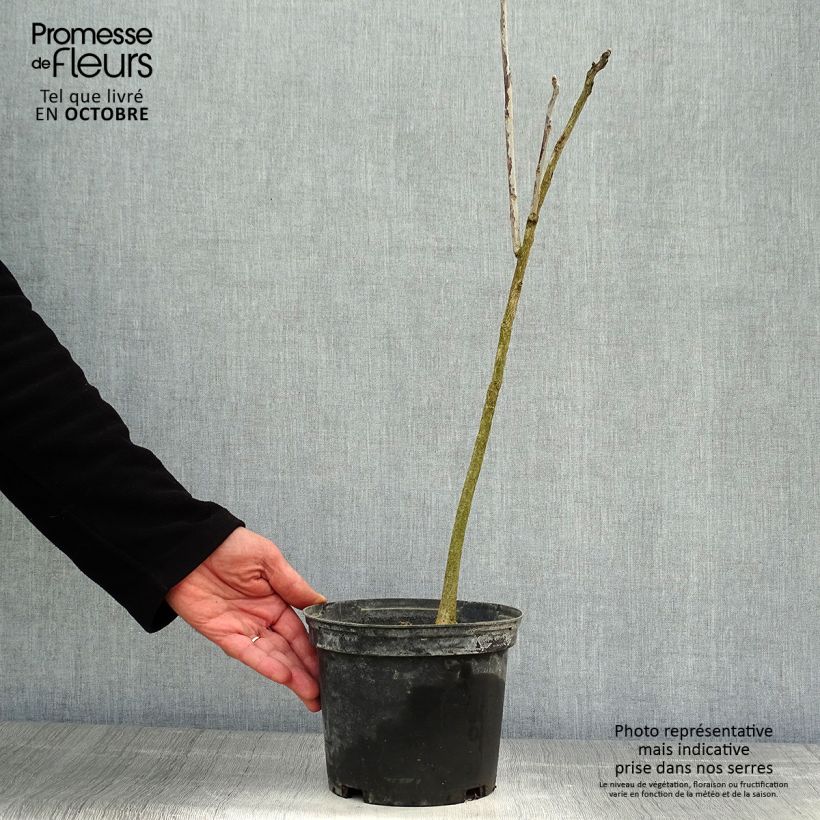 Spécimen de Gymnocladus dioica - Chicot du Canada Pot de 3L/4L tel que livré en automne
