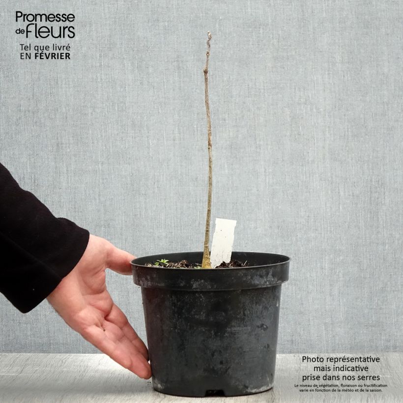 Spécimen de Gymnocladus dioica - Chicot du Canada Pot de 2L/3L tel que livré en hiver