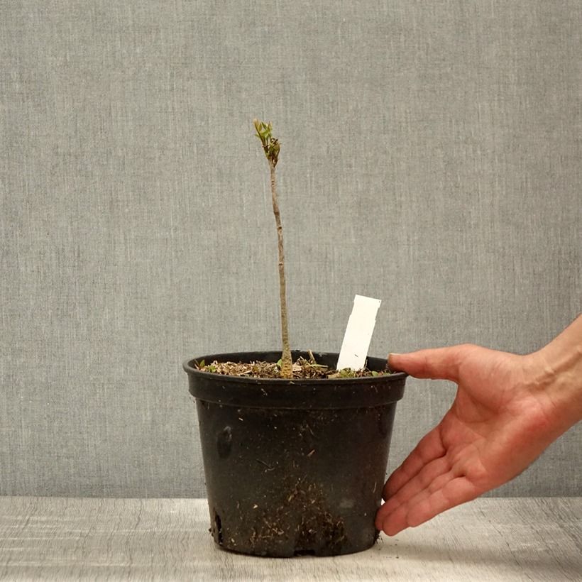 Spécimen de Gymnocladus dioica - Chicot du Canada Pot de 2L/3L tel que livré au printemps