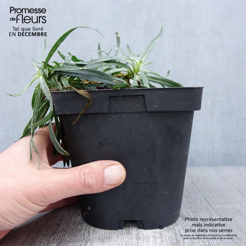Spécimen de Gypsophila paniculata Bristol Fairy - Gypsophile paniculé Pot de 2L/3L tel que livré en automne