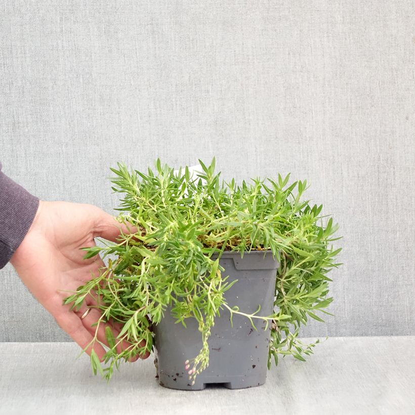 Spécimen de Gypsophila repens Rosa Schönheit - Gypsophile rampant Pot de 2L/3L tel que livré en automne