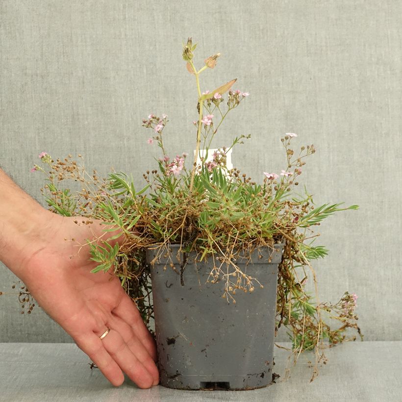 Spécimen de Gypsophila repens Rosa Schönheit - Gypsophile rampant Pot de 2L/3L tel que livré en été