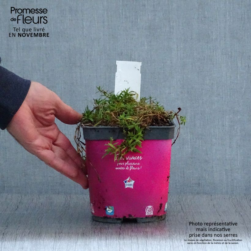 Spécimen de Gypsophila Rosenschleier - Gypsophile Rosy Veil Pot de 2L/3L tel que livré en automne